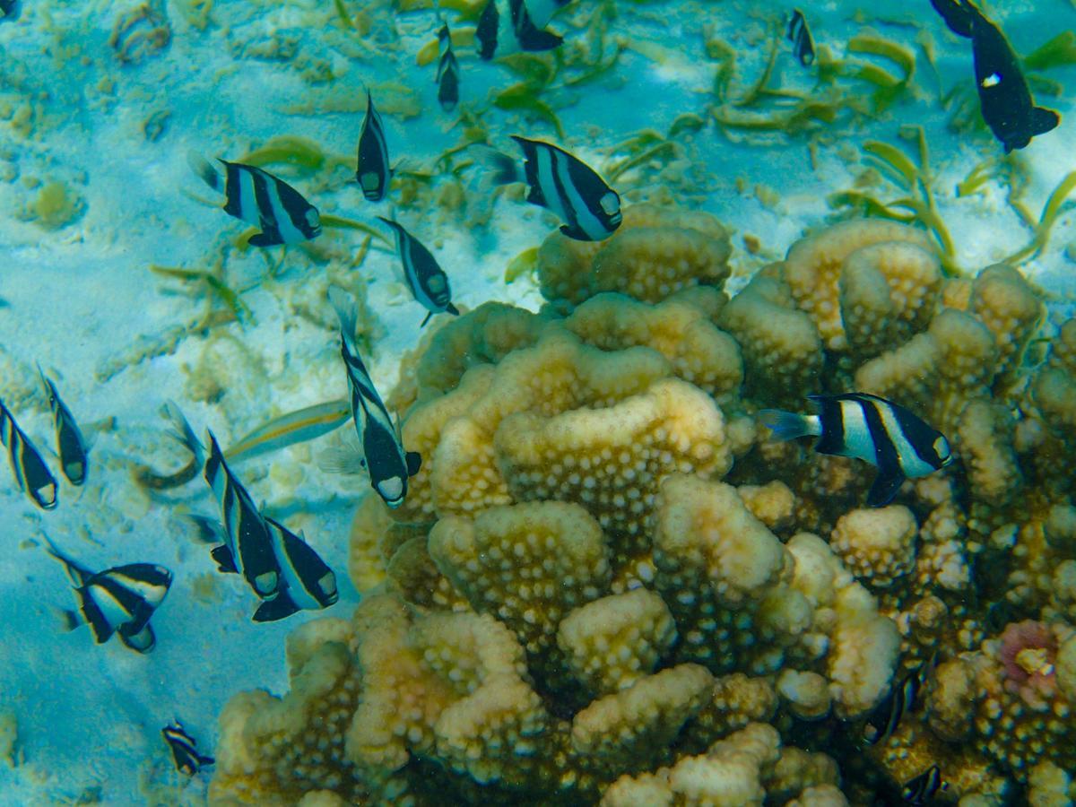 Biyadhoo Island Resort Exterior foto