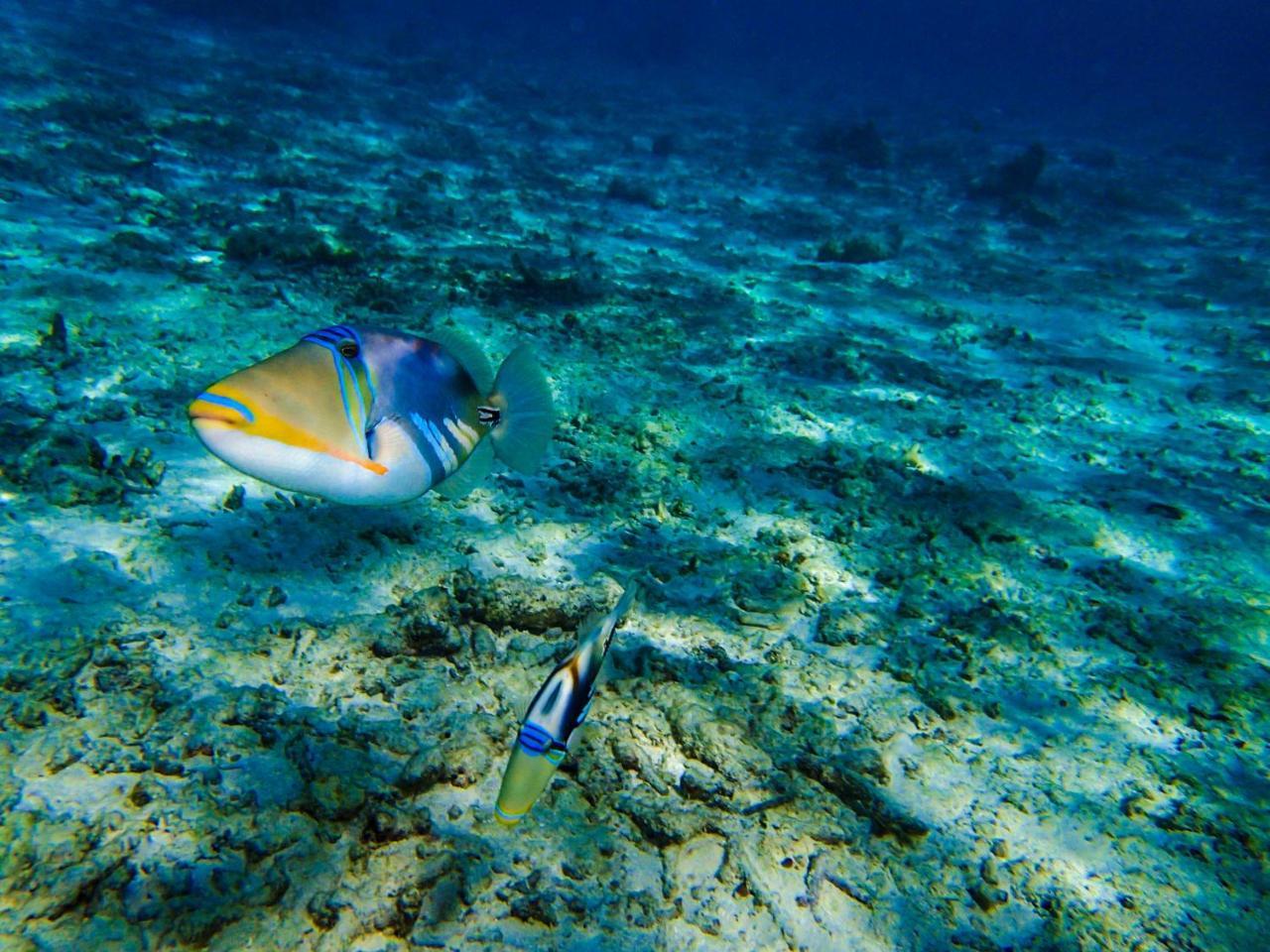 Biyadhoo Island Resort Exterior foto